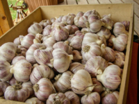 Garlic-ready-for-market.jpg