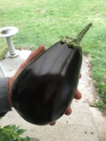 Hawthorne Creek Farm Fields-eggplant-from farm.jpg