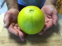Hawthorne Creek Farm Fields-melon-from farm.jpg