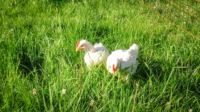 Chicks-on-grass-scaled.jpg