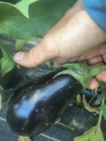 EO-eggplant2-scaled.jpg