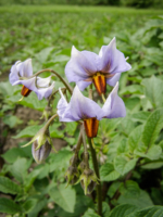 If-those-are-eggplant-flowers-then-Ill-be-a-monkeys-uncle.jpg