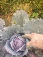 EO-red-cabbage-1-scaled.jpg