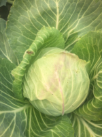 EO-cabbage-1-scaled.jpg