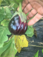 EO-eggplant3-1-scaled.jpg
