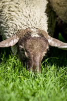 grassfed-lamb-scaled.jpg