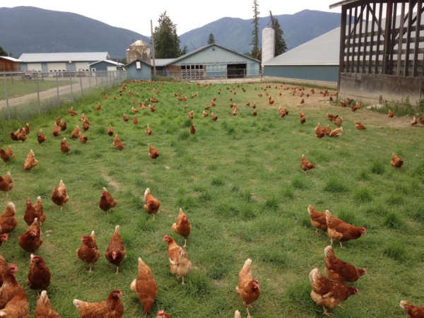 True Local Spotlight on Sunshine Valley Farms