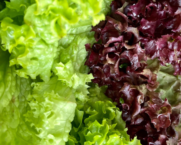 Lettuce Remain Calm