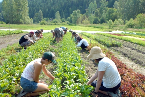 Calling All Aspiring Farmers + Vegetable Enthusiasts