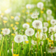 Dandelion field, spring allergy season