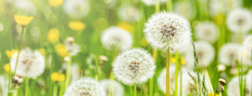 Dandelion field, spring allergy season