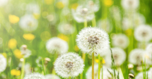 A Dandelion field.