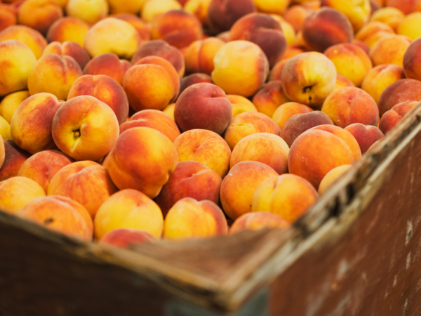 Peach bin from Cawston, Back Achers