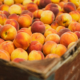 Peach bin from Cawston, Back Achers