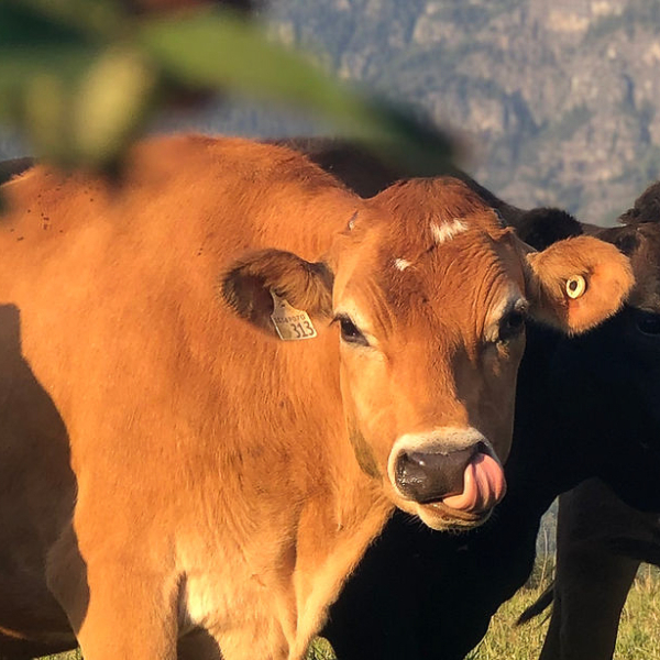 Kootenay Meadows Farm Update